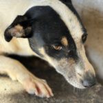 Mischling Maxine, 12/2024, ca. 45 cm