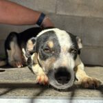 Mischling Maxine, 12/2024, ca. 45 cm