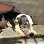 Mischling Maxine, 12/2024, ca. 45 cm