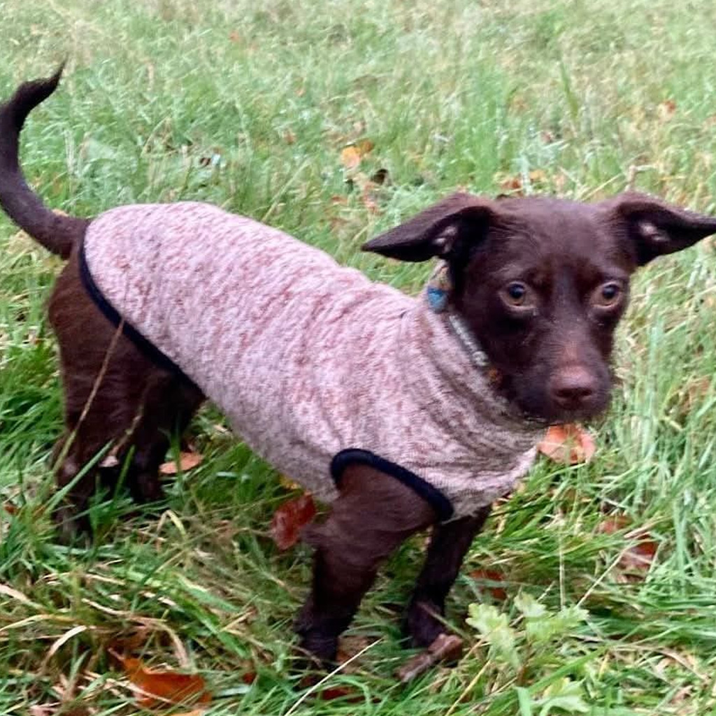 Mischling Kaktus, 01/2025, Endgröße ca. 30 cm, 61381 Friedrichsdorf