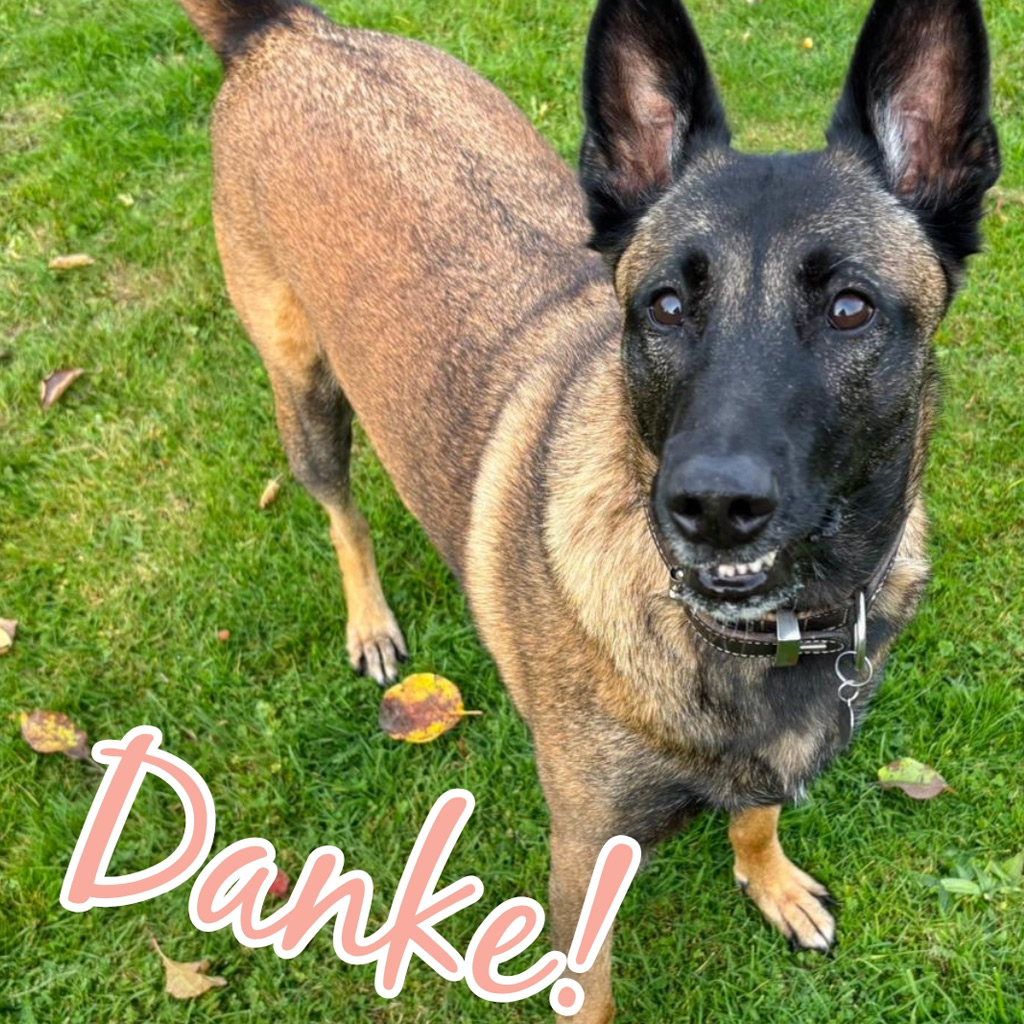 Malinois Mulan, 05/2021, ca. 65 cm, 94127 Neuburg am Inn
