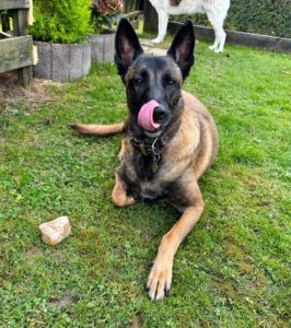 Malinois Mulan, 05/2021, ca. 65 cm, 94127 Neuburg am Inn