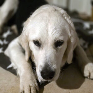 Spendenaufruf Shirley