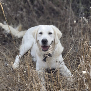 Spendenaufruf Shirley