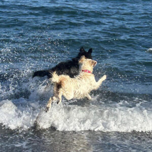 Spendenaufruf Shirley