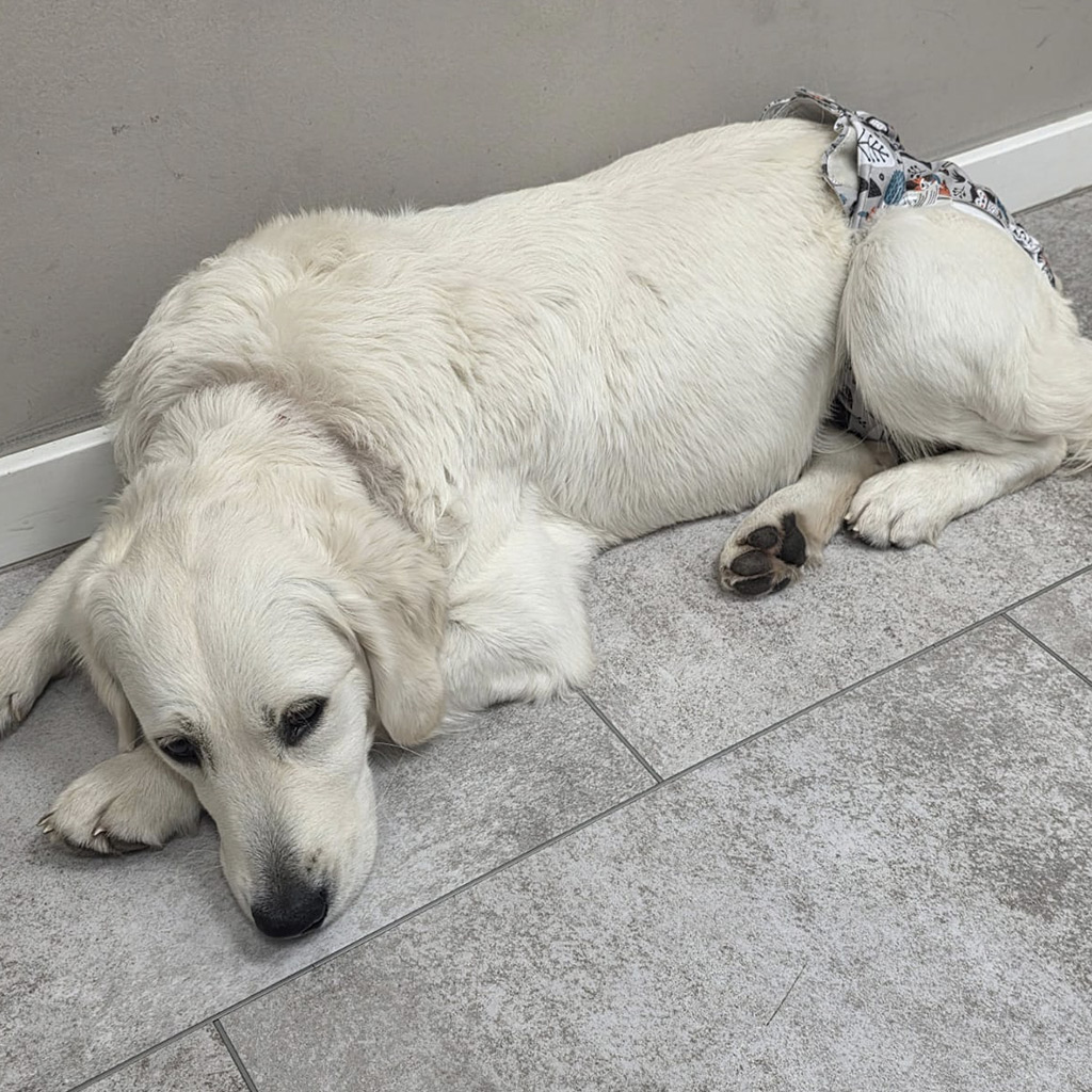 Spendenaufruf Shirley