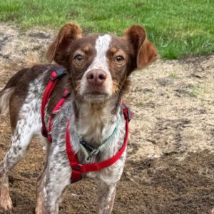 Podenco Bretone Mischling Mejicana, 04/2025 Endgröße ca. 45 cm, 24558 Henstedt-Ulzburg