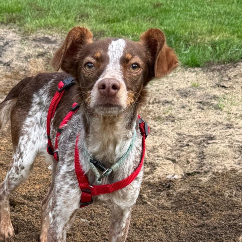 Podenco Bretone Mischling Mejicana, 04/2025 Endgröße ca. 45 cm, 24558 Henstedt-Ulzburg
