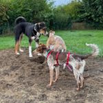 Podenco Mischling Mejicana, 04/2025 Endgröße ca. 45 cm, 24558 Henstedt-Ulzburg