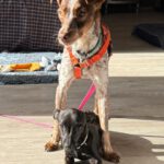 Podenco Mischling Mejicana, 04/2025 Endgröße ca. 45 cm, 24558 Henstedt-Ulzburg