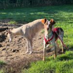 Podenco Mischling Mejicana, 04/2025 Endgröße ca. 45 cm, 24558 Henstedt-Ulzburg
