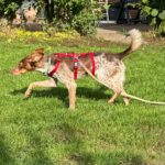 Podenco Mischling Mejicana, 04/2025 Endgröße ca. 45 cm, 24558 Henstedt-Ulzburg