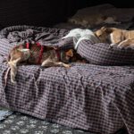 Podenco Mischling Mejicana, 04/2025 Endgröße ca. 45 cm, 24558 Henstedt-Ulzburg