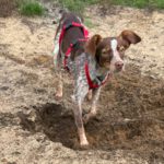 Podenco Mischling Mejicana, 04/2025 Endgröße ca. 45 cm, 24558 Henstedt-Ulzburg