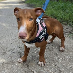 Podenco Maneto Melon, 04/2025, Endgröße ca. 30 cm