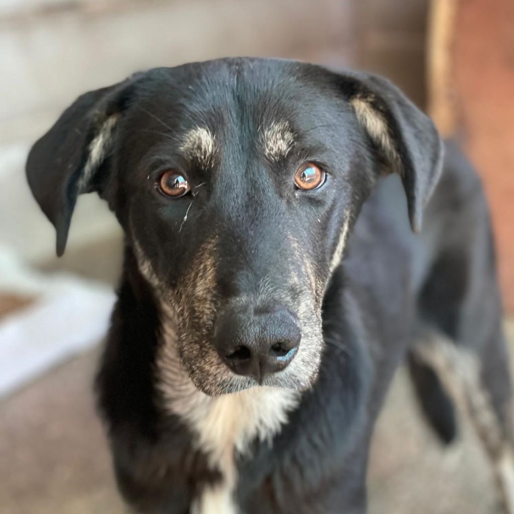 Mischling Merlin, 04/2025, Endgröße ca. 50 cm