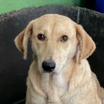 Labrador-Mischling Mia, 01/2020, ca 55 cm, 56368 Katzenelnbogen