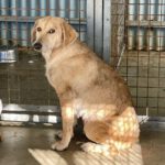 Labrador-Mischling Mia, 01/2020, ca 55 cm, 56368 Katzenelnbogen