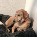 Labrador-Mischling Mia, 01/2020, ca 55 cm, 56368 Katzenelnbogen