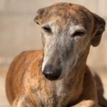 Galgo Milagritos, 07/2020, ca. 58 cm