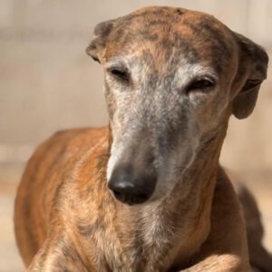 Galgo Milagritos, 07/2020, ca. 58 cm