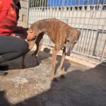 Galgo Milagritos, 07/2020, ca. 58 cm