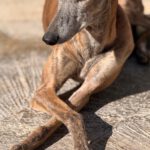 Galgo Milagritos, 07/2020, ca. 58 cm