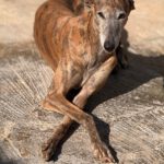 Galgo Milagritos, 07/2020, ca. 58 cm