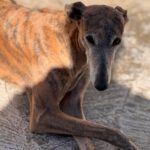 Galgo Milagritos, 07/2020, ca. 58 cm