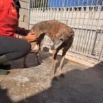 Galgo Milagritos, 07/2020, ca. 58 cm