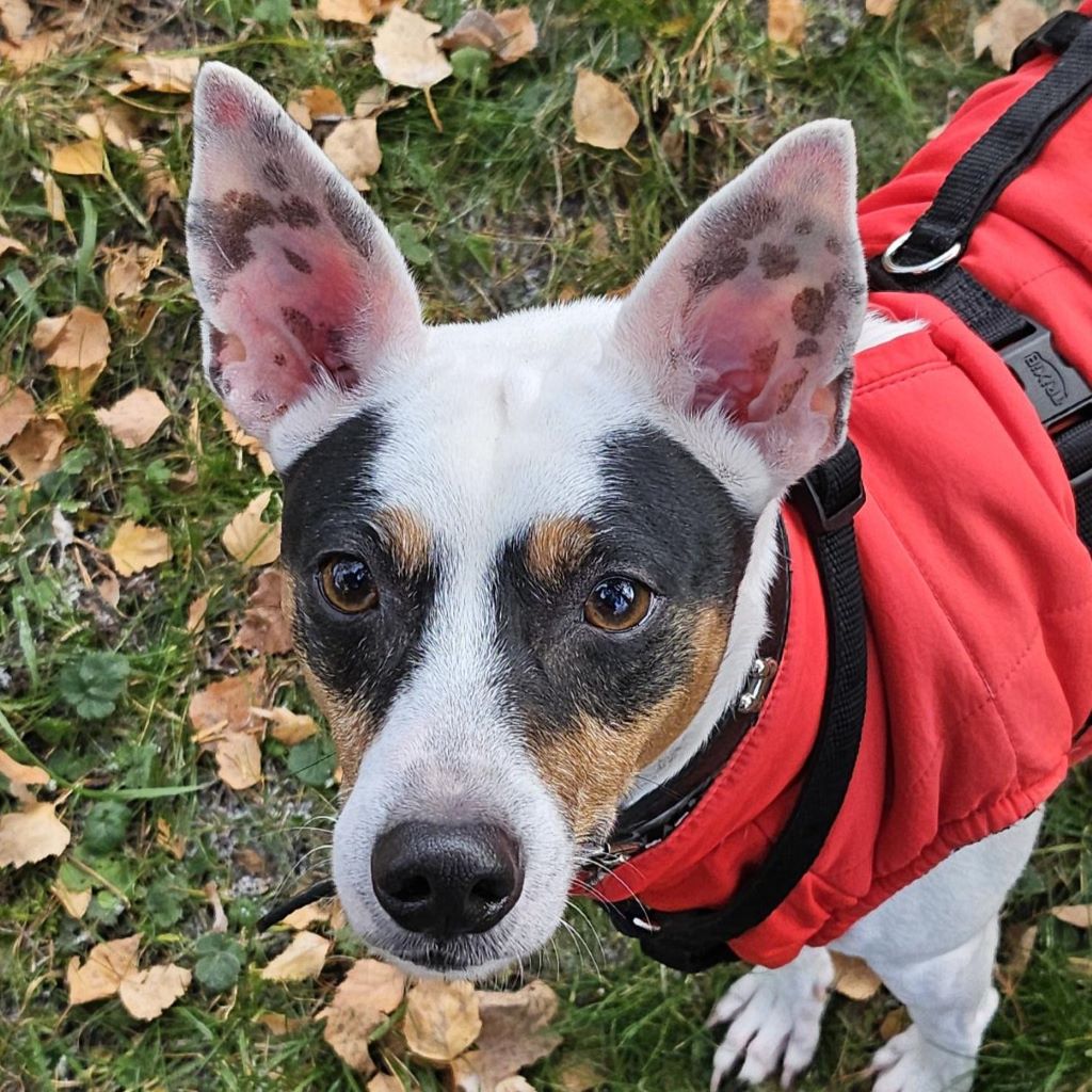 Bodeguero Mischling Milo, 05/2020, ca. 42 cm, 73614 Schorndorf