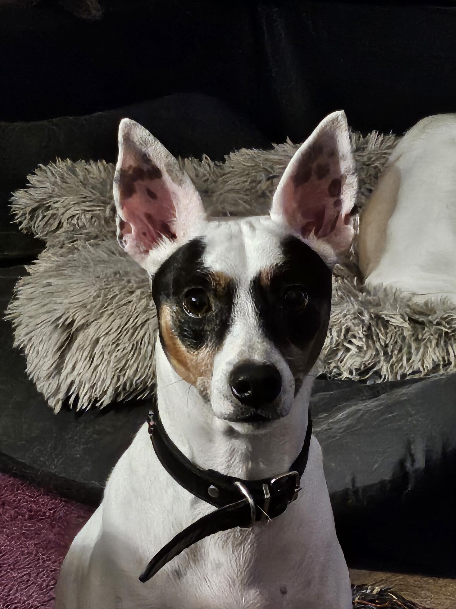 Bodeguero Mischling Milo, 05/2020, ca. 42 cm, 73614 Schorndorf