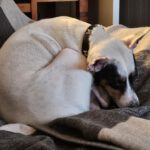 Bodeguero Mischling Milo, 05/2020, ca. 42 cm, 73614 Schorndorf