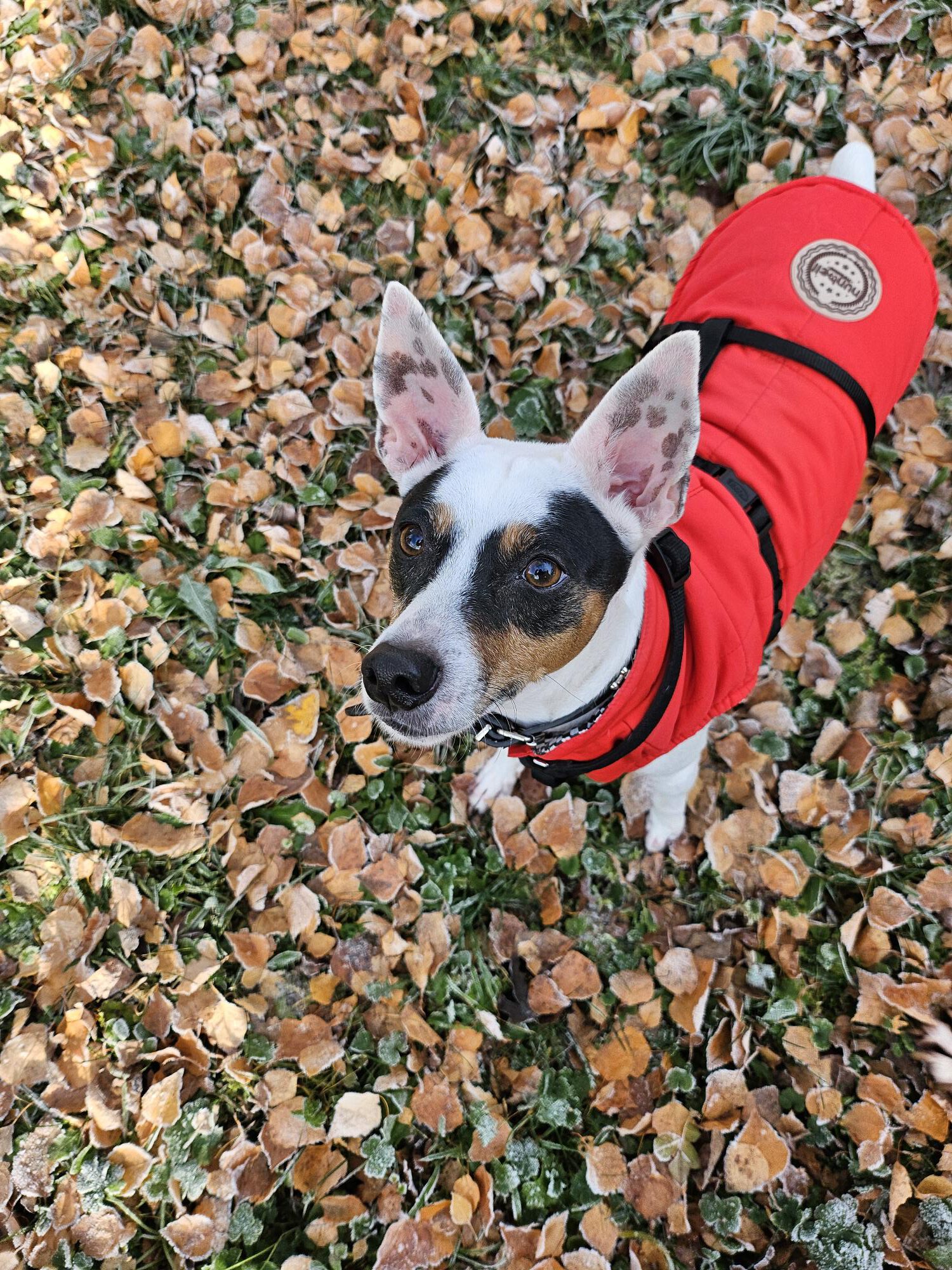 Bodeguero Mischling Milo, 05/2020, ca. 42 cm, 73614 Schorndorf