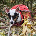 Bodeguero Mischling Milo, 05/2020, ca. 42 cm, 73614 Schorndorf