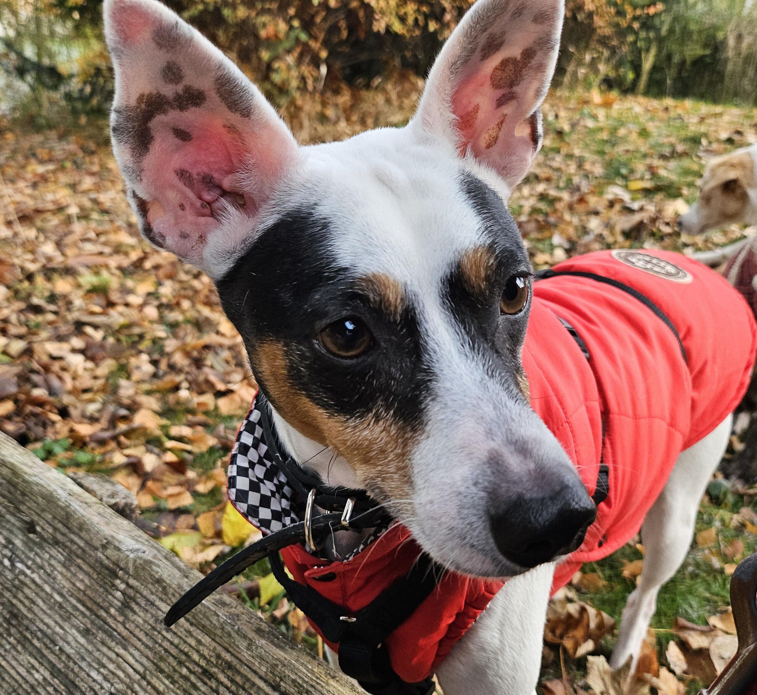 Bodeguero Mischling Milo, 05/2020, ca. 42 cm, 73614 Schorndorf