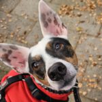 Bodeguero Mischling Milo, 05/2020, ca. 42 cm, 73614 Schorndorf