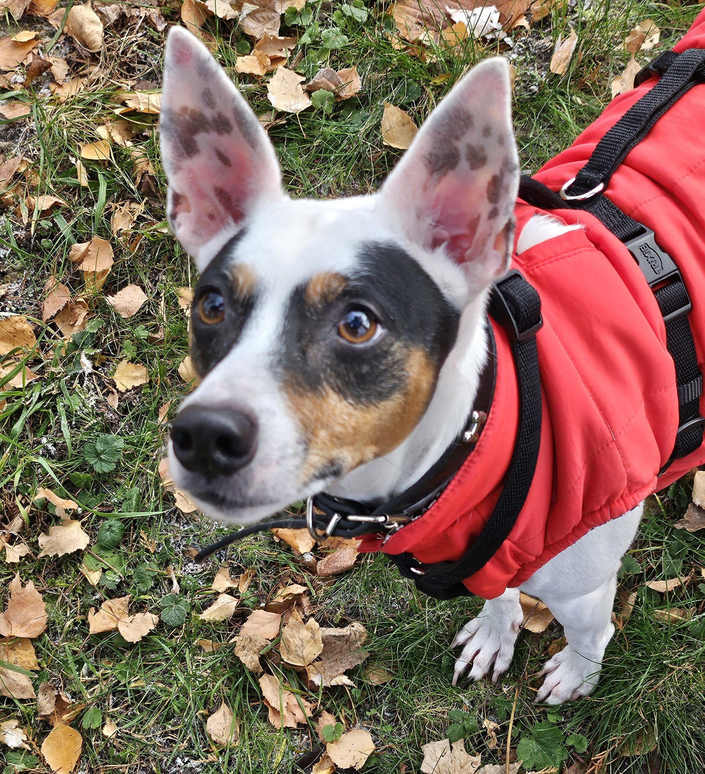 Bodeguero Mischling Milo, 05/2020, ca. 42 cm, 73614 Schorndorf