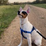 Bodeguero Mischling Milo, 05/2020, ca. 42 cm, 73614 Schorndorf