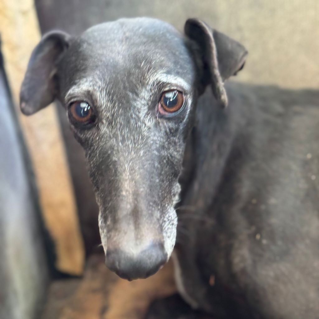 Galgo Mosca, 03/2019, ca. 60 cm