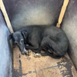 Galgo Mosca, 03/2019, ca. 60 cm