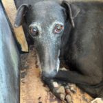 Galgo Mosca, 03/2019, ca. 60 cm