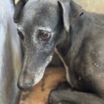 Galgo Mosca, 03/2019, ca. 60 cm