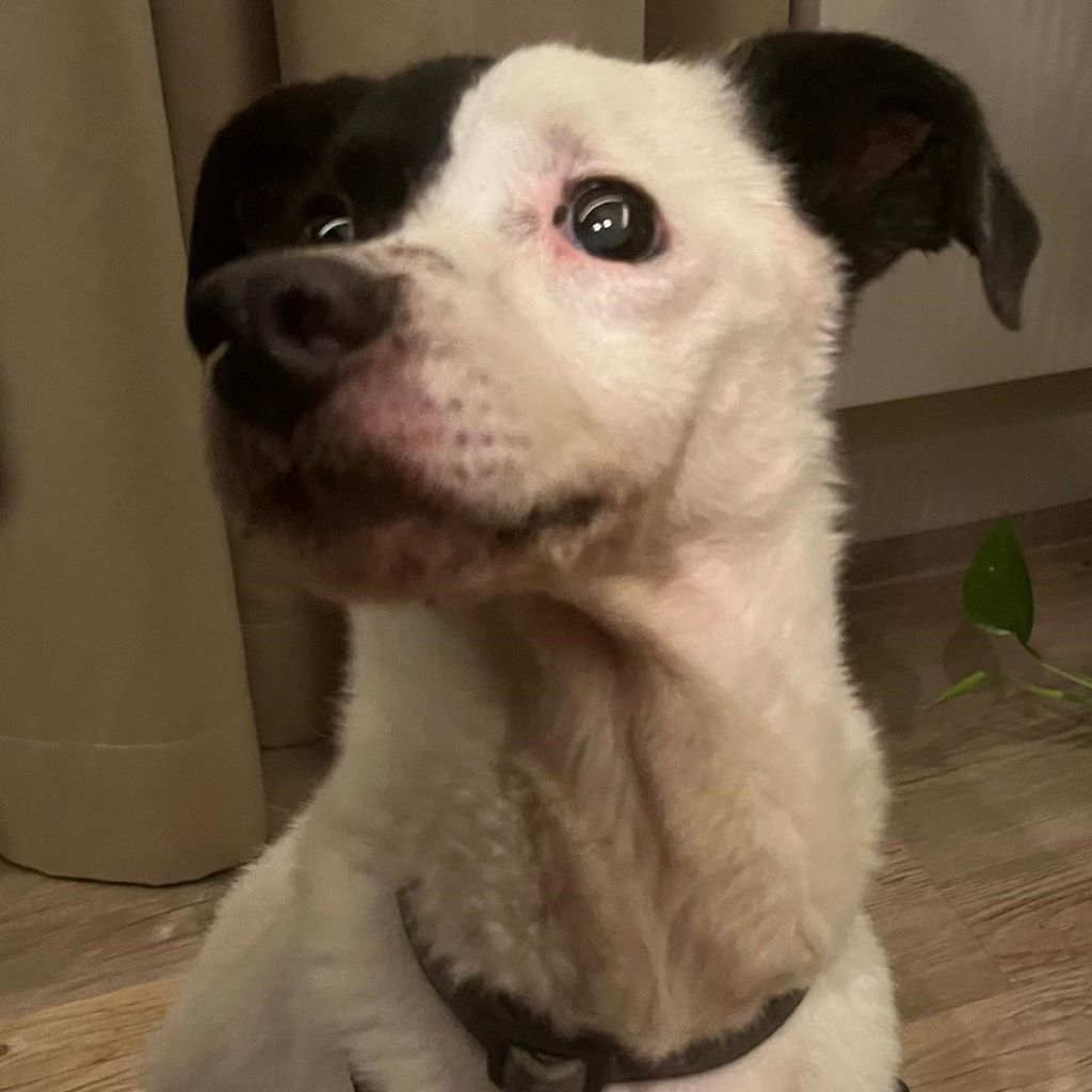 Bodeguero Mischling Nahuel, 08/2022, ca. 38 cm, 91586 Lichtenau