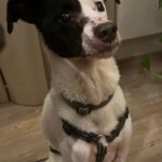 Bodeguero Mischling Nahuel, 08/2022, ca. 38 cm, 91586 Lichtenau