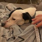 Bodeguero Mischling Nahuel, 08/2022, ca. 38 cm, 91586 Lichtenau