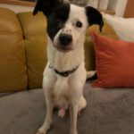 Bodeguero Mischling Nahuel, 08/2022, ca. 38 cm, 91586 Lichtenau