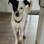 Bodeguero Mischling Nahuel, 08/2022, ca. 38 cm, 91586 Lichtenau