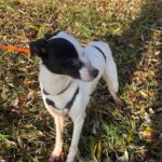 Bodeguero Mischling Nahuel, 08/2022, ca. 38 cm, 91586 Lichtenau