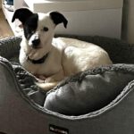 Bodeguero Mischling Nahuel, 08/2022, ca. 38 cm, 91586 Lichtenau